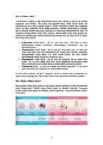 Referāts 'Cilmes šūnas', 3.