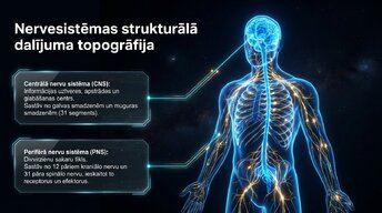 Prezentācija 'Nervu sistēmas arhitektūra un smadzeņu stumbrs', 2.