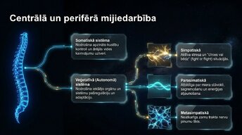 Prezentācija 'Nervu sistēmas arhitektūra un smadzeņu stumbrs', 3.