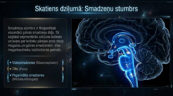 Prezentācija 'Nervu sistēmas arhitektūra un smadzeņu stumbrs', 4.