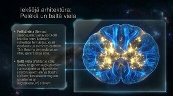 Prezentācija 'Nervu sistēmas arhitektūra un smadzeņu stumbrs', 9.