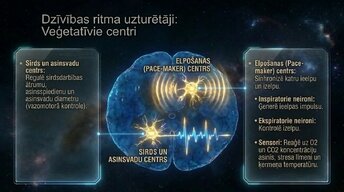 Prezentācija 'Nervu sistēmas arhitektūra un smadzeņu stumbrs', 10.