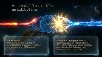 Prezentācija 'Nervu sistēmas arhitektūra un smadzeņu stumbrs', 11.