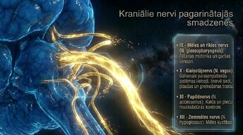 Prezentācija 'Nervu sistēmas arhitektūra un smadzeņu stumbrs', 12.