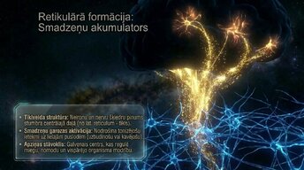 Prezentācija 'Nervu sistēmas arhitektūra un smadzeņu stumbrs', 13.
