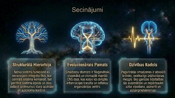 Prezentācija 'Nervu sistēmas arhitektūra un smadzeņu stumbrs', 14.