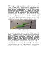 Referāts 'Optiskās šķiedras savienotāji', 18.