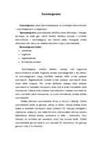 Konspekts 'Gametoģenēze', 1.