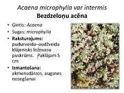 Prezentācija 'Pudurveida ziemcietes', 3.