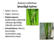 Prezentācija 'Pudurveida ziemcietes', 4.