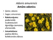 Prezentācija 'Pudurveida ziemcietes', 5.