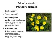 Prezentācija 'Pudurveida ziemcietes', 6.