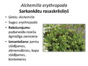 Prezentācija 'Pudurveida ziemcietes', 7.