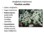 Prezentācija 'Pudurveida ziemcietes', 8.