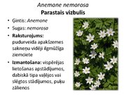 Prezentācija 'Pudurveida ziemcietes', 9.