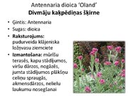 Prezentācija 'Pudurveida ziemcietes', 10.