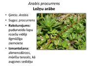 Prezentācija 'Pudurveida ziemcietes', 12.