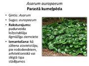 Prezentācija 'Pudurveida ziemcietes', 13.