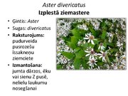 Prezentācija 'Pudurveida ziemcietes', 14.