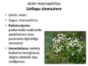 Prezentācija 'Pudurveida ziemcietes', 15.