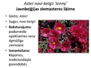 Prezentācija 'Pudurveida ziemcietes', 16.