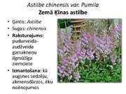 Prezentācija 'Pudurveida ziemcietes', 17.