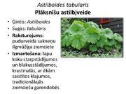 Prezentācija 'Pudurveida ziemcietes', 18.