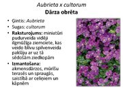 Prezentācija 'Pudurveida ziemcietes', 19.