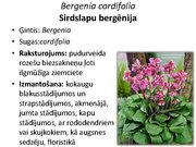 Prezentācija 'Pudurveida ziemcietes', 20.