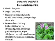 Prezentācija 'Pudurveida ziemcietes', 21.