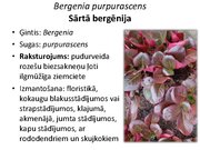 Prezentācija 'Pudurveida ziemcietes', 22.