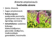 Prezentācija 'Pudurveida ziemcietes', 23.