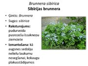 Prezentācija 'Pudurveida ziemcietes', 24.