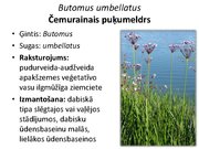 Prezentācija 'Pudurveida ziemcietes', 25.