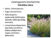 Prezentācija 'Pudurveida ziemcietes', 26.