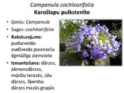 Prezentācija 'Pudurveida ziemcietes', 27.