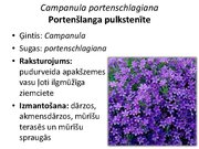 Prezentācija 'Pudurveida ziemcietes', 28.