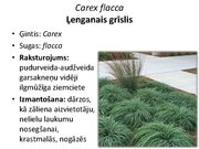 Prezentācija 'Pudurveida ziemcietes', 29.