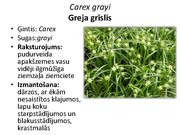 Prezentācija 'Pudurveida ziemcietes', 30.