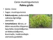 Prezentācija 'Pudurveida ziemcietes', 31.