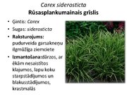 Prezentācija 'Pudurveida ziemcietes', 32.