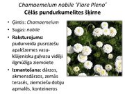 Prezentācija 'Pudurveida ziemcietes', 33.