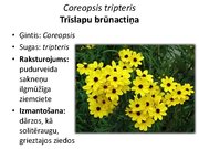 Prezentācija 'Pudurveida ziemcietes', 34.