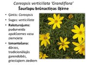 Prezentācija 'Pudurveida ziemcietes', 35.