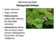 Prezentācija 'Pudurveida ziemcietes', 36.