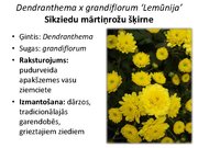 Prezentācija 'Pudurveida ziemcietes', 37.