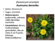 Prezentācija 'Pudurveida ziemcietes', 39.