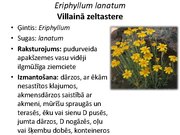 Prezentācija 'Pudurveida ziemcietes', 40.