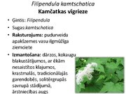 Prezentācija 'Pudurveida ziemcietes', 41.