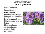 Prezentācija 'Pudurveida ziemcietes', 42.